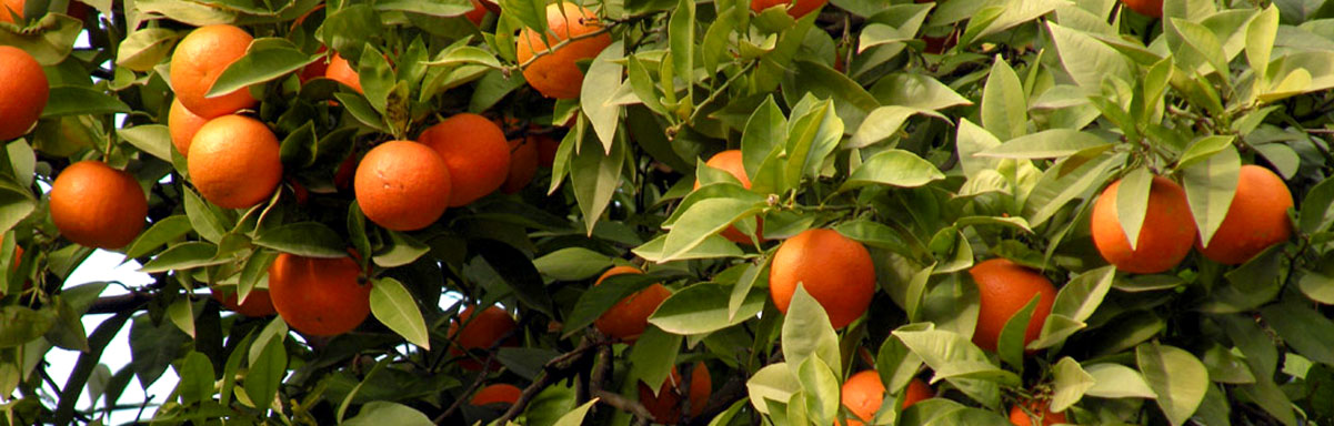 SI-GiardinoAranci-Arance